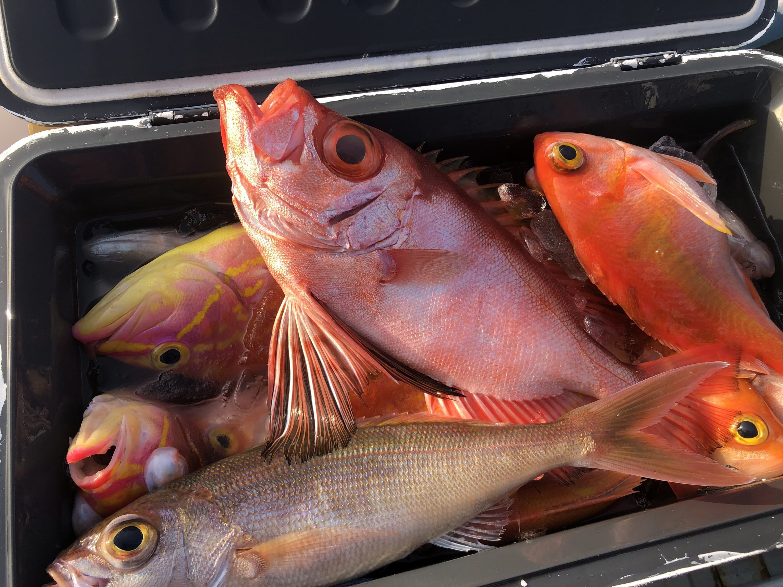 サーフのルアー初挑戦！49センチのマゴチを千代崎ビーチでゲット